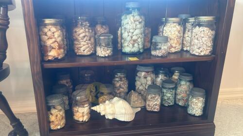 Collection of Sorted Seashells