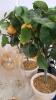 Champagne Flutes, Artificial Lemon Trees, and Plates - 4