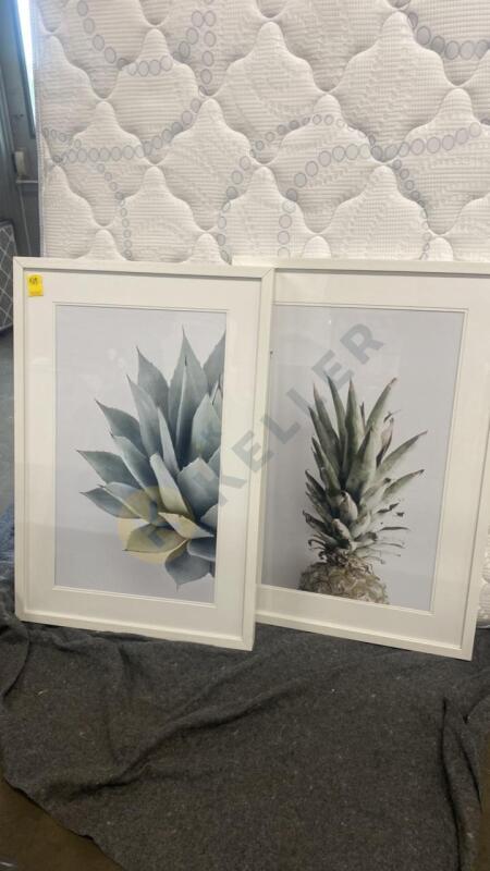 Photos of Pineapple and Succulent