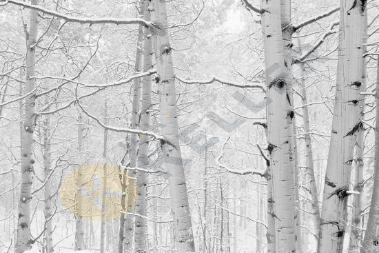 Autumn Aspens with Snow Loft Art