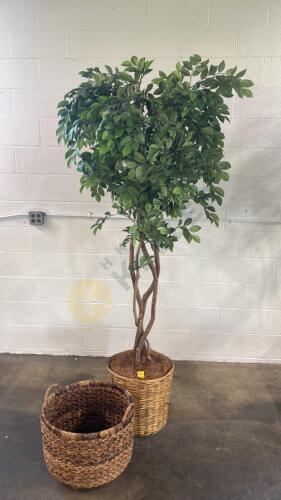 Ficus Tree with Basket Base and Basket