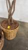 Ficus Tree with Basket Base and Basket - 2