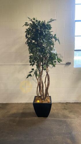 Ficus Tree with Metal Base