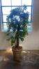 Ficus Tree with Ceramic Base