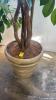 Ficus Tree with Ceramic Base - 4