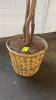 Artificial Ficus Tree with Basket Base - 2