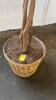 Artificial Ficus Tree with Basket Base - 3