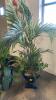 Tropical Faux Plants - 3