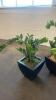 Faux Houseplants - 2