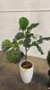 Faux Fiddle Fig Leaf and Topiary - 2