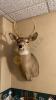 2 Deer Mounts - 2