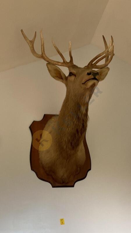 Elk Taxidermy