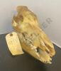 Boar Skull, Rattlesnake Taxidermy, and Resin Horn - 4