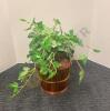 Wood Bucket, Stool, Faux Plants, and More - 7