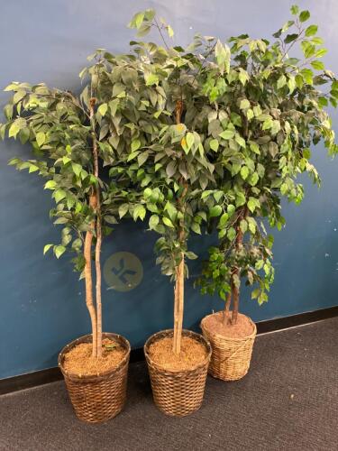 Three Artificial Ficus Trees