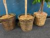 Three Artificial Ficus Trees - 2