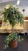 3 Artificial Ficus Trees - 3