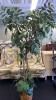 3 Artificial Ficus Trees - 4