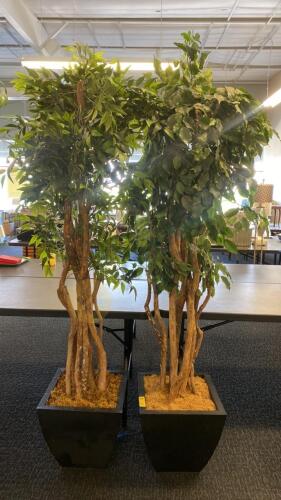 Matching Pair of Artificial Ficus Trees