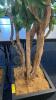 Matching Pair of Artificial Ficus Trees - 3