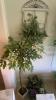 Artificial Plant Decor