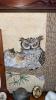 Owl Collection - 3