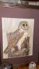 Owl Collection - 10