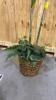 Tropical Palm Faux Tree with Wicker Basket Base - 2