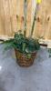 Tropical Palm Faux Tree with Wicker Basket Base - 3