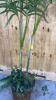 Tropical Palm Faux Tree with Wicker Basket Base - 4