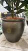 Pair of Faux Plants with Aged Bronze Ceramic Bases - 2