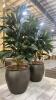 Pair of Faux Plants with Aged Bronze Ceramic Bases - 6