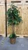 Artificial Ficus Tree with Wicker Basket Base