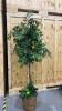 Artificial Ficus Tree with Wicker Basket Base - 4