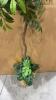 Artificial Ficus Tree with Wicker Basket Base - 3