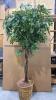 Artificial Ficus Tree with Wicker Basket Base