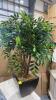 Artificial Ficus Tree with Metal Base - 4