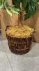 Large Artificial Ficus Tree with Wicker Basket Base - 2