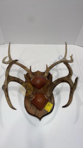 Antler Duo Mount on Wood